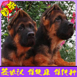 专业繁殖双血统德国牧羊犬黑背锤系警犬活体幼犬出售可刷卡送货31
