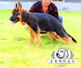 赛级血统德国牧羊犬幼犬纯种锤系 出售活体黑背贝犬幼犬宠物狗狗