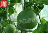【丰正源】有机蔬菜种子正品绿宝甜瓜种子 山东寿光特产酥脆甜瓜