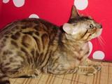 ～爱你所宠～宠物猫活体 宝宝 金色玫瑰豹点纹 纯种孟加拉豹猫