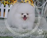 【gogoo窝】实拍 幼犬 球形哈多利 白色博美 俊介 活体宠物狗