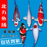 观赏锦鲤金鱼活体 日本纯种龙凤锦鲤 宠物冷水鱼淡水鱼风水鱼包活