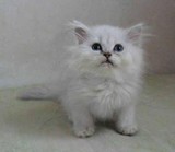 ☆汤姆家养名猫☆超可爱的大脸猫 银色渐层长毛金吉拉幼猫
