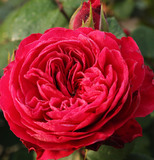 当年开花月季花苗大花浓香欧月盆栽花卉绿植赛牡丹玫瑰5年苗
