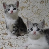 （CFA注册猫舍）纯种美短银色标准虎斑 美国短毛猫/美短加白