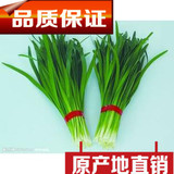 东北新鲜蔬菜韭菜绿色青菜四季蔬菜5斤起售包邮