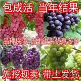 葡萄 葡萄苗多品种 美国红提葡萄提子盆栽葡萄树苗当年结果果树苗