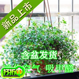 室内花卉绿植 净化空气 千叶吊兰 吸甲醛 防辐射盆栽 绿色植物