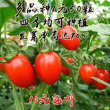 阳台盆栽蔬菜种子春季樱桃番茄种子小西红柿四季易种菜籽批发50粒