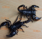 宠物蝎 雨林蝎亚洲假帝王蝎 活体蝎子 10-13厘米 送食物 包风险