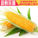 水果玉米1个350g左右 有机种植新鲜蔬菜生鲜超市 顾村刘行服务站