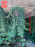 【特大长藤常春藤】室内绿色植物盆栽花卉花木 净化空气吸收甲醛