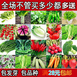 蔬菜套餐 阳台盆栽四季播易种菜 水果种植 春播种子 蔬菜