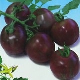 冲冠紫玉黄玉彩色水果小型番茄新品种樱桃番茄圣女果种子无限生长