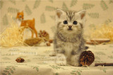 《CatsForest名猫舍》美国短毛猫银虎斑幼猫弟弟找已到新家