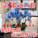 【天天特价】蝴蝶兰盆栽 室内阳台桌面绿植花卉盆栽植物 蝴蝶兰苗