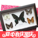 DIY昆虫蝴蝶标本5蝶相框 家居工艺装饰品摆画框收藏纪念礼物包邮