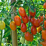 24种小番茄种子蔬菜种子紫珍珠红圣女果种子番茄 1.5克