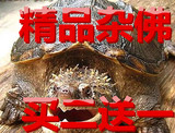 包邮2015黄壳杂佛头苗小鳄龟苗鳄鱼龟乌龟活体水龟