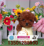 韩国茶杯犬泰迪幼犬出售棕色超小体贵宾犬家养宠物狗上门送货kl
