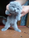 家养英国短毛猫蓝猫折耳mm母猫宠物猫纯种立耳蓝猫（此猫售出杭州