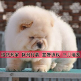 纯种血统奶油色松狮幼犬出售 宠物狗狗 货到付款 北京天津送货G02