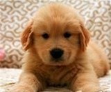 出售纯种金毛犬幼犬赛级血统保健康家养精品幼犬宠物狗狗