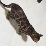 豹猫 纯种孟加拉豹猫 大空心花 深色花纹 种公 一岁 出售