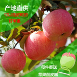 新鲜水果山东烟台红富士苹果5斤装烟台苹果圣诞节平安果