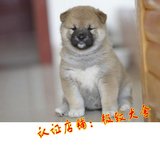 纯种秋田犬 幼犬出售 赛级双血统美系日本柴犬 健康家养宠物狗88