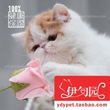 【伊甸园名猫】红梵文异国短毛猫加菲猫宠物猫咪纯种猫幼猫