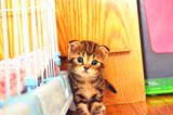 美短  苏格兰折耳  虎斑纹   纯种猫  宠物猫活体  幼猫出售转让
