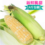 广西特产水果玉米新鲜玉米棒8斤包邮农家自种非转基因蔬菜甜玉米