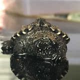 2015年大杂黄壳 杂佛 乌龟纯佛大小鳄龟爆刺头苗活体3-4厘米包邮
