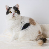 【魅迹湾】英短立耳蓝猫蓝白种母活体宠物小猫咪浅三花英国短毛猫