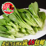 新发地新鲜蔬菜 优质肥鸡毛菜500g小白菜幼苗 青菜北京同城配送