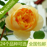进口花苗花卉盆栽绿植植物欧洲月季英国月季大花赛玫瑰蔷薇3年苗