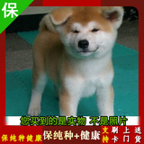 纯种秋田犬 幼犬出售 赛级双血统 日本柴犬 家养宠物狗 忠犬八公