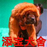 出售纯种藏獒幼犬/狮头虎头/铁包金/藏獒幼犬/大型藏獒活体幼崽28
