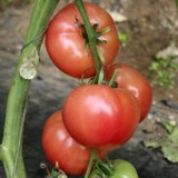 沈阳新鲜蔬菜 自然熟不催红蔬菜番茄农家西红柿约500g 同城配送
