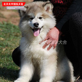 超级好的巨型灰色桃心脸阿拉斯加犬 出售纯种西伯利亚雪橇犬幼犬