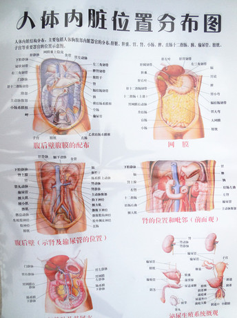 医疗挂图/医学挂图/彩色内脏器官图/人体内脏位置分布