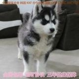 赛级纯种哈士奇犬西伯利亚雪橇犬幼犬出售蓝眼家养健康宠物狗狗
