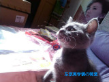 新出生家庭自养纯种俄罗斯蓝猫宝宝找新家（北京）（预定中）