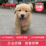 有它网 宠物狗狗赛级金毛犬幼犬出售纯种金毛活体幼犬巡回犬猎犬5