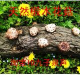 九华山土特产-特级椴木花菇 干货 野生菌香菇 农家产品 2件包邮