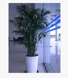 大夏威夷椰子盆栽室内客厅吸甲醛绿植办公室耐寒懒人植物送货上门