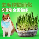 猫咪去毛球猫草帮助吐毛调理肠胃助消化水晶猫草种子 买2送1包邮