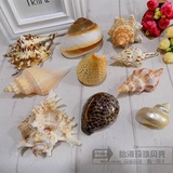 包邮送海星10件贝壳大号天然海螺贝壳 鱼缸造景玩具装饰批发道具