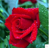 红色佳人玫瑰 五年大苗欧洲香水玫瑰花苗盆栽浓香大花月季苗